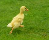 Indian Runner Duckling 9W027D-027